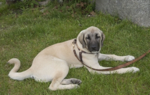 Kangal Dog High Quality Wallpapers