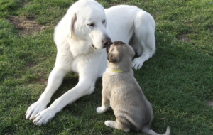Kangal Dog Images