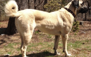 Kangal Dog Photos
