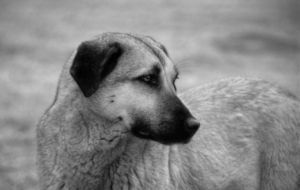 Kangal Dog Pictures
