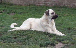 Kangal Dog Wallpaper