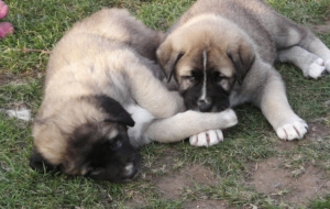 Kangal Dog Wallpapers
