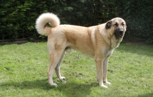 Kangal Dog Wallpapers HD