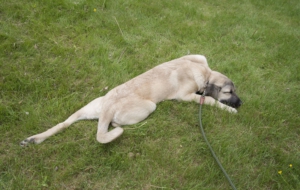 Kangal Dog Widescreen