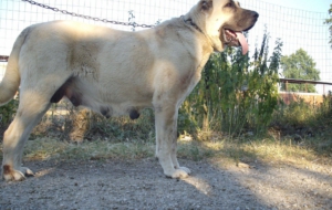 Kangal Dog For Desktop