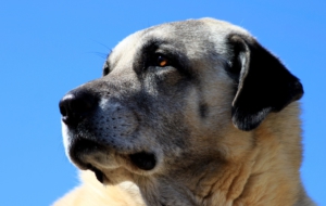 Kangal Dog Full HD
