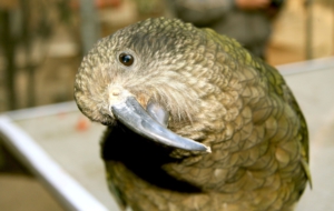 Kea Computer Backgrounds