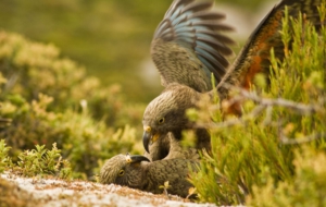 Kea Computer Wallpaper