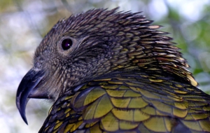 Kea HD