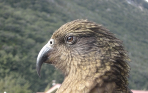 Kea HD Desktop