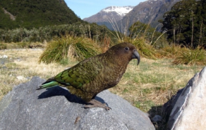 Kea HD Wallpaper