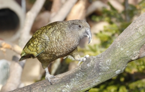 Kea High Definition Wallpapers