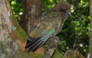 Kea High Quality Wallpapers