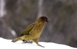 Kea For Desktop