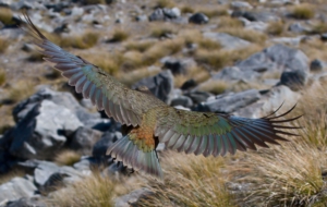 Kea Full HD