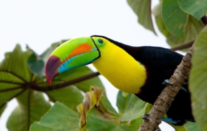 Keel Billed Toucan Background