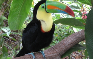 Keel Billed Toucan Computer Backgrounds