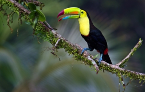 Keel Billed Toucan Computer Wallpaper