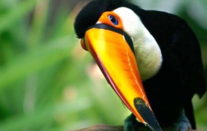 Keel Billed Toucan Desktop Images
