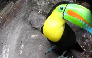 Keel Billed Toucan Desktop Wallpaper