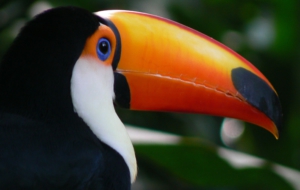 Keel Billed Toucan Download Free Backgrounds HD