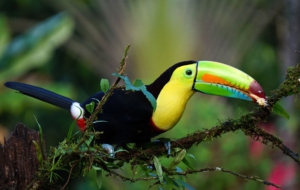 Keel Billed Toucan HD