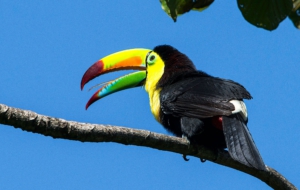 Keel Billed Toucan HD Background
