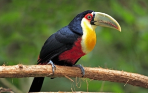 Keel Billed Toucan HD Desktop