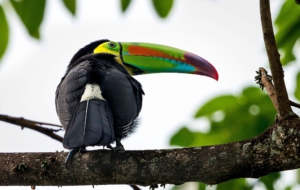 Keel Billed Toucan HD Wallpaper