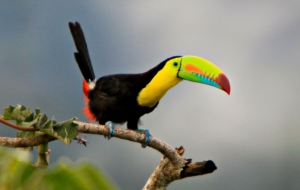 Keel Billed Toucan Full HD