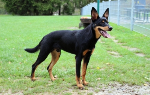 Kelpie Computer Backgrounds