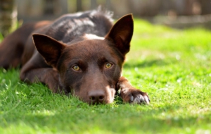 Kelpie High Definition Wallpapers