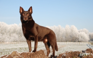 Kelpie High Quality Wallpapers