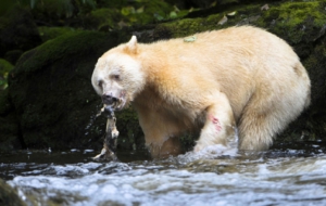 Kermode Bear 4K