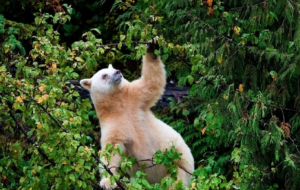 Kermode Bear Background
