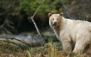 Kermode Bear Computer Backgrounds