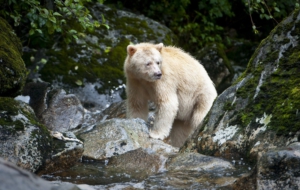 Kermode Bear Computer Wallpaper