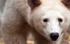 Kermode Bear Desktop