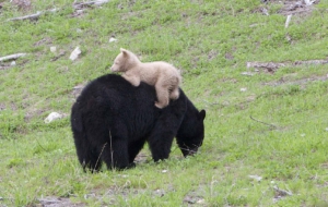 Kermode Bear Desktop Wallpaper