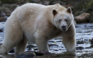 Kermode Bear HD