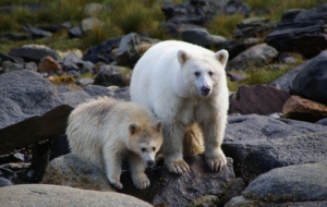 Kermode Bear HD Desktop