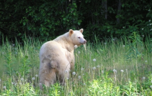 Kermode Bear HD Wallpaper