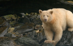 Kermode Bear High Definition