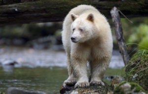 Kermode Bear High Definition Wallpapers