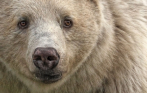 Kermode Bear For Desktop