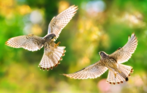 Kestrel HD Background