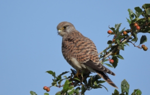 Kestrel HD Wallpaper