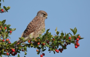 Kestrel High Definition Wallpapers