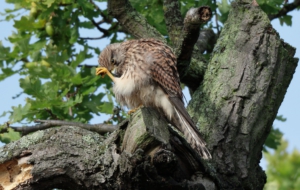 Kestrel High Quality Wallpapers