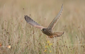 Kestrel Images